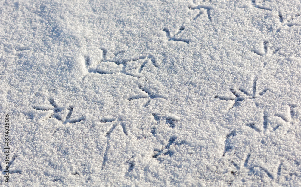 Obraz premium A snow covered ground with a few bird footprints