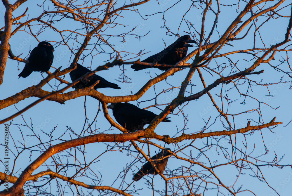 Obraz premium Four black birds are sitting on a tree branch