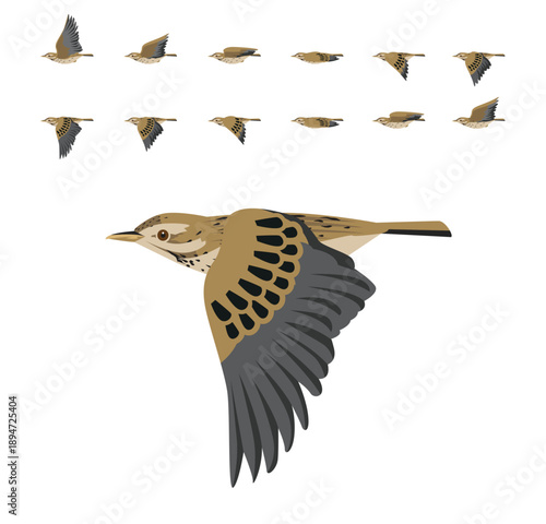 Meadow Pipit Bird Flying Animation Sequence Cartoon Vector