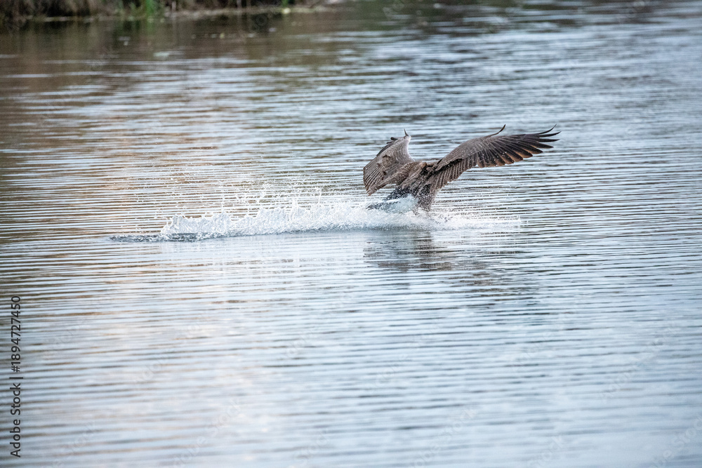 Obraz premium Canada Goose running across water during takeoff, large waterfowl splashing while lifting from lake surface