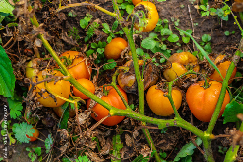 Overripe tomatoes rotting on vine in garden bed after rain