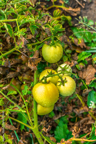 Unripe green tomatoes with dew drops growing on vine in garden