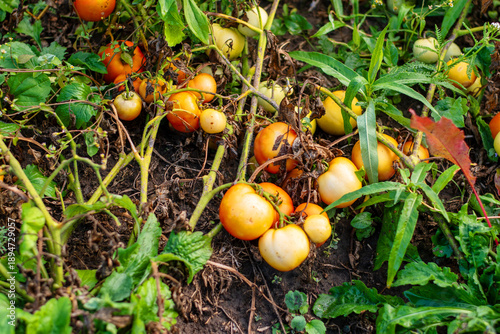 Fallen ripe and unripe tomatoes lying on soil in garden bed
