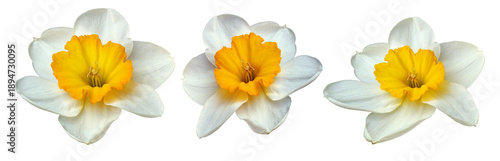 Set of white daffodil flowers on isolated background.  Close-up.  For design. Transparent background