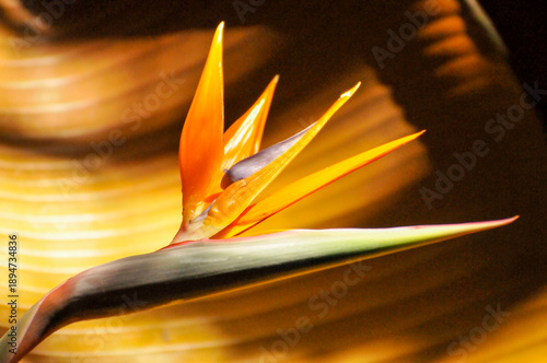 The bird of paradise flower 