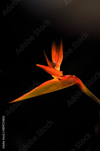 The bird of paradise flower 