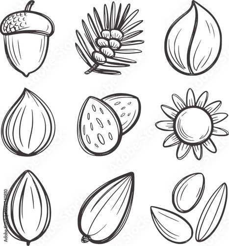 Hand drawn of acorn pine cone almonds and sunflower