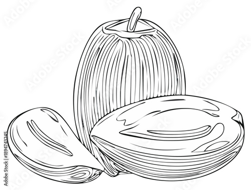 Line drawing of dates fruit, one cut open to show detail, with two additional whole dates, in graphic style.