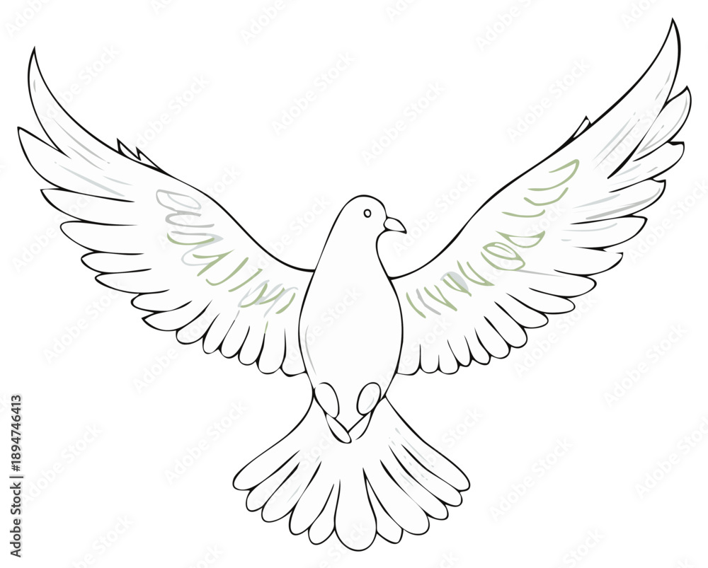 Obraz premium White pigeon line art with wide open wings, a bird illustration for peace concepts