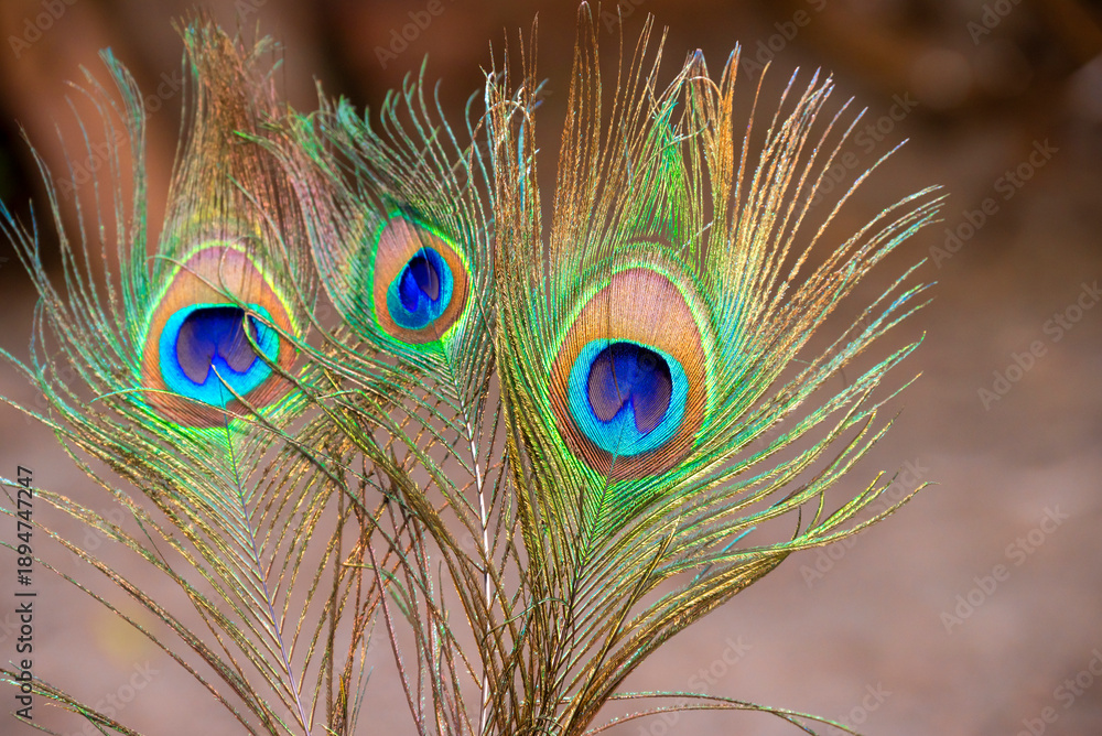 Fototapeta premium Beautiful peacock feather with natural background