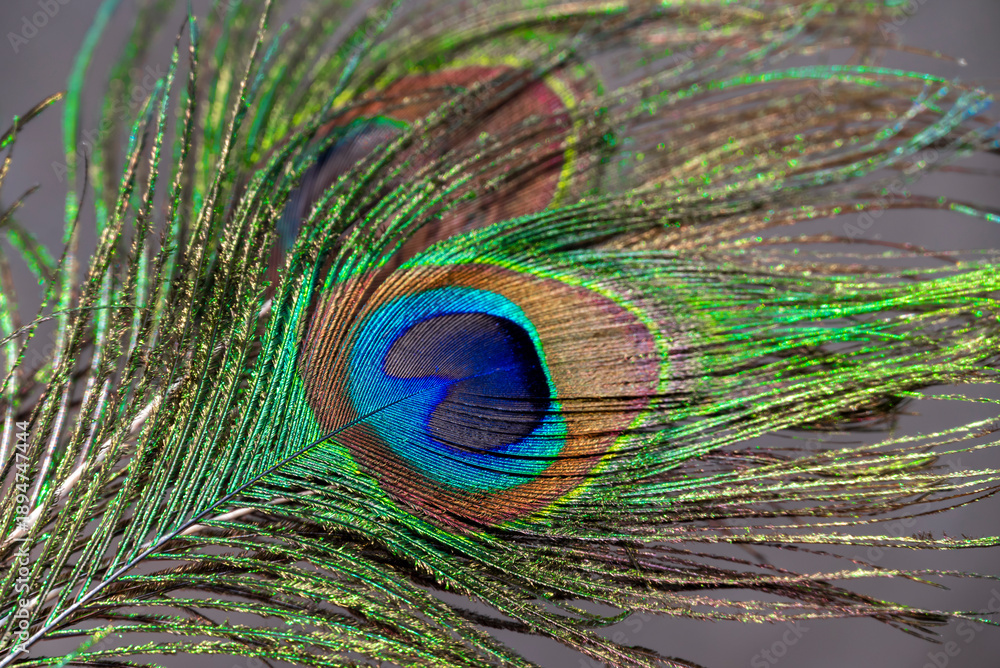 Fototapeta premium Beautiful peacock feather with natural background