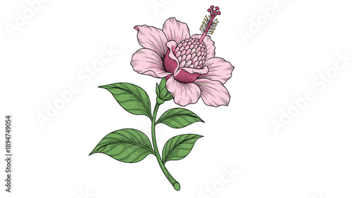 Beautiful pink hibiscus flower blooming with vibrant green leaves and a detailed stamen against a plain white background.