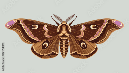 Detailed scientific illustration of a large brown moth with intricate patterns and purple spots on its outspread wings against gray.