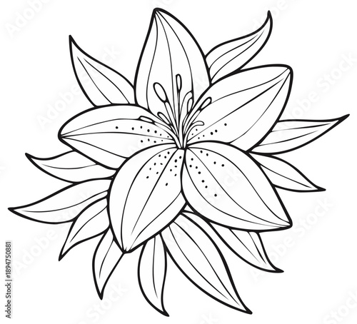 Elegant Lily Flower Outline Graphic with Detailed Petals for Coloring and Design Projects, Vector Illustration