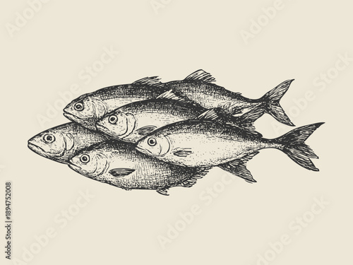 Vintage engraving style vector illustration of a school of fish in classic nautical aesthetic. Detailed marine artwork ideal for packaging, labels, posters,  seafood branding, and coastal decor.