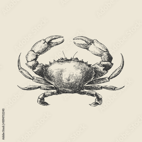 Detailed vector vintage crab engraving illustration in antique nautical style. Hand-drawn marine crustacean artwork ideal for seafood packaging, menus, labels, posters, and editorial design.