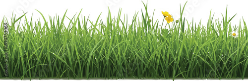 Lush green grass blades covered with sparkling morning dew featuring small yellow and white wildflowers isolated on a transparent background for easy integration