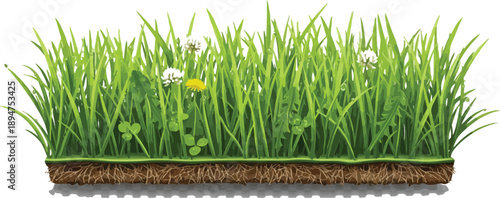 Vibrant green grass section isolated with visible soil and roots featuring small wildflowers like clover and dandelion upon a transparent background