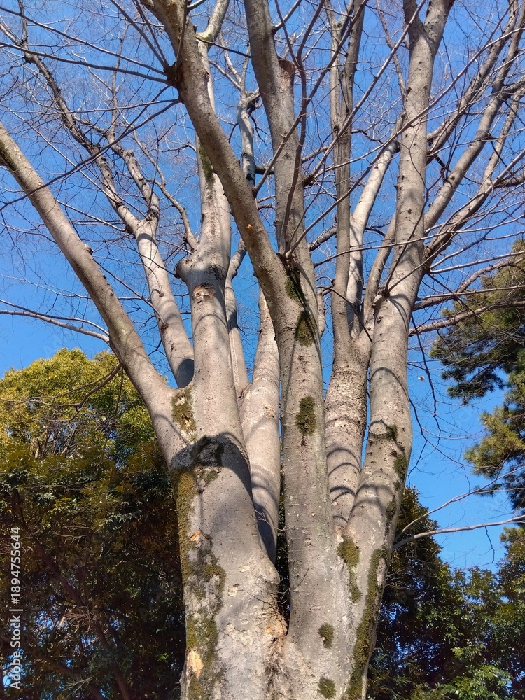 custom made wallpaper toronto digital真冬の公園の欅の枯れ木と楠と青空