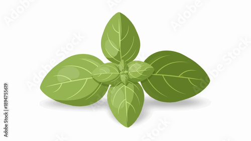 Green basil leaves in a symmetrical arrangement with subtle shading