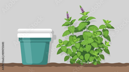 Green herb plant with purple flowers grows in a teal pot by wall