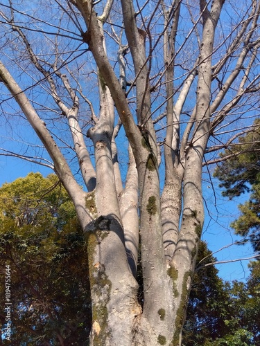 Wallpaper Mural 真冬の公園の欅の枯れ木と楠と青空 Torontodigital.ca