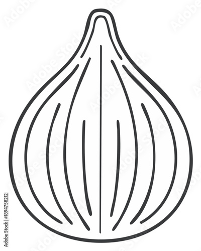 Line art of a fig fruit. Outline, isolated on white. Vector illustration