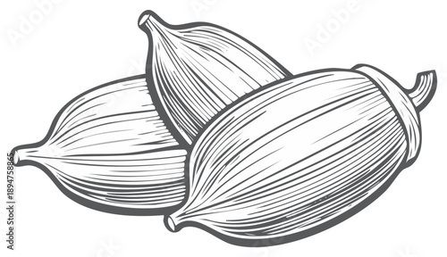 Three aromatic cardamom pods botanical line art illustration for culinary ingredient design