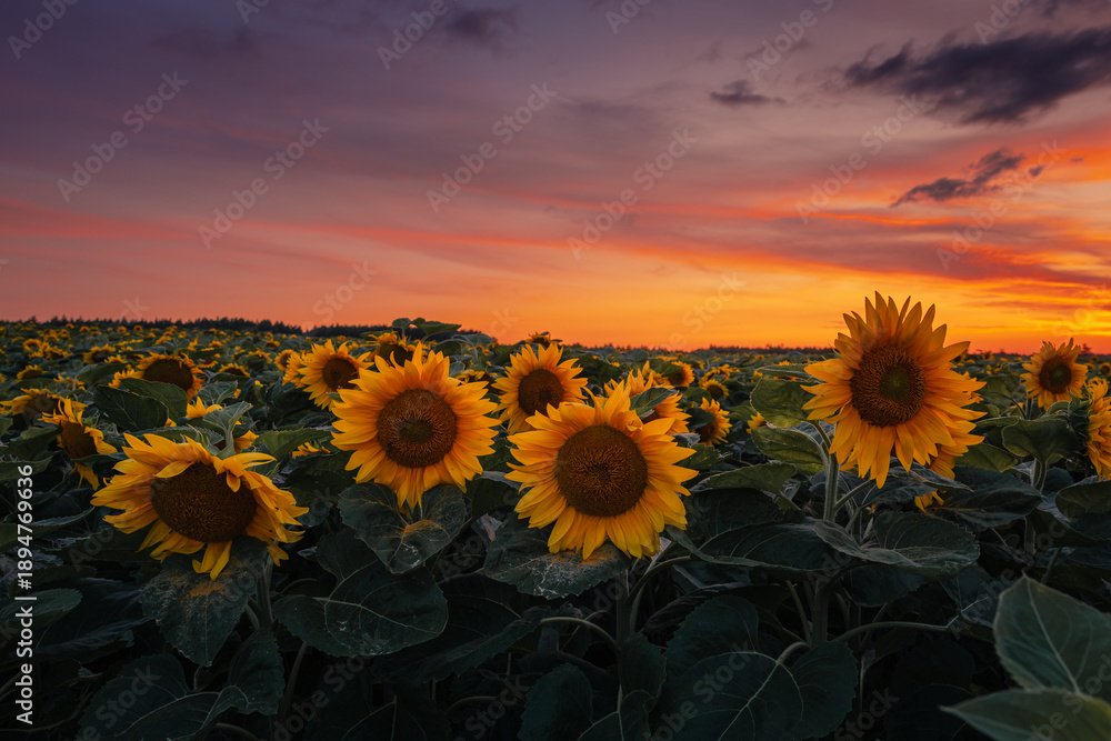 Fototapeta premium Golden sunset over a sunflower field in the Polish countryside. Idyllic rural landscape with warm light and blooming flowers.