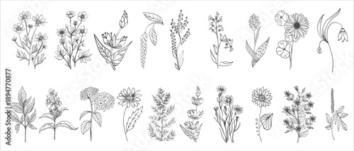 Botanical graphic sketch drawing, trendy tiny tattoo design, floral elements vector illustration.