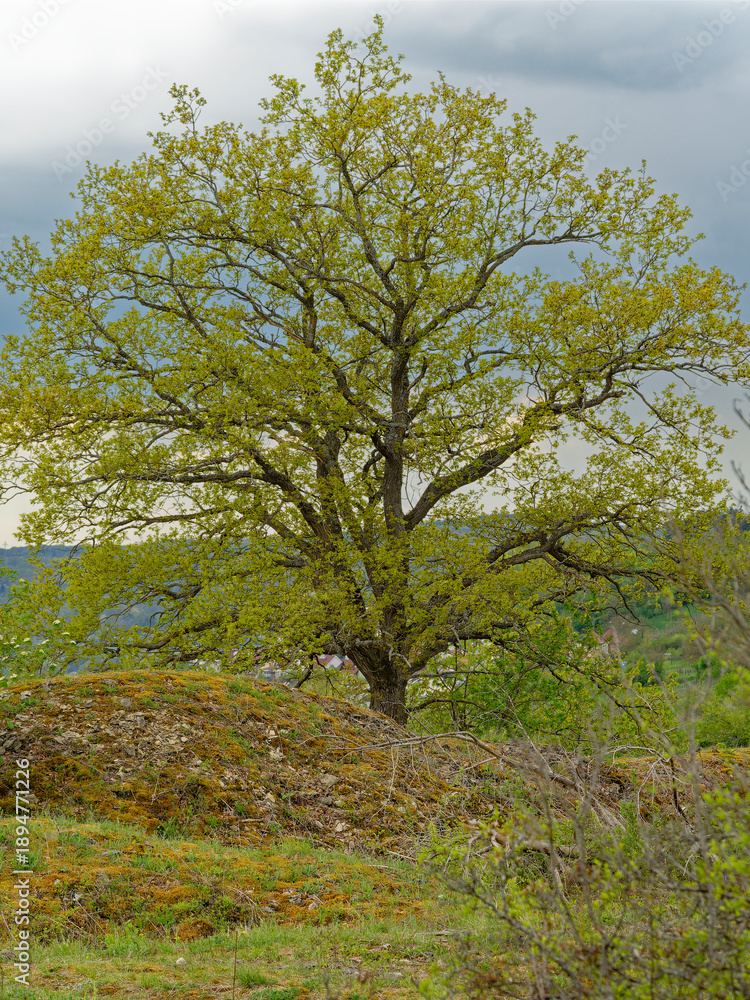 Obraz premium Landschaft im Naturschutzgebiet Klotz bei Retzbach, Landkreis Main-Spessart, Unterfranken, Bayern, Deutschland