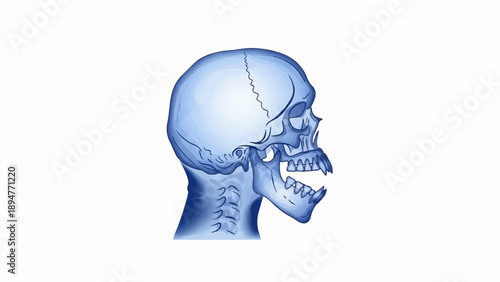 Human skull and neck anatomy in profile, rendered in blue tones