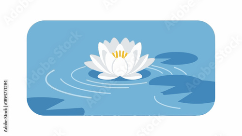 Gentle white water lily blooms on calm blue water with lily pads