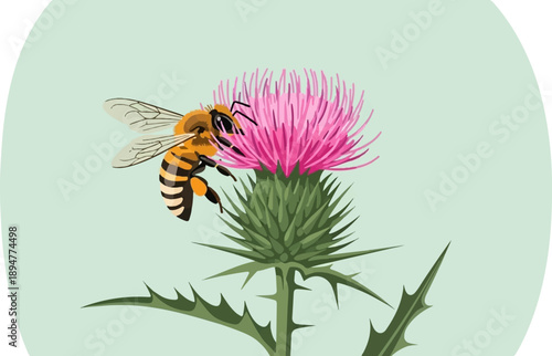 A bee collects nectar from a vibrant pink thistle flower