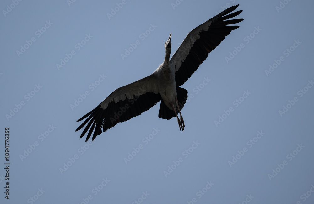 Fototapeta premium An Indian openbill stork in the wild near a lake in Thailand