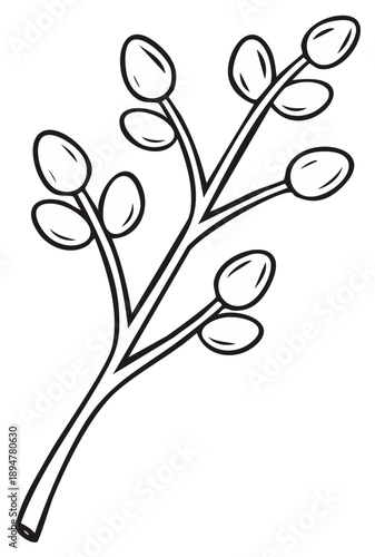 Detailed botanical sketch of a blooming pussy willow branch in early spring showing oval buds and slender stems for design