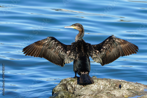 Wildlife, birds. The Great Cormorant (Phalacrocorax carbo) duck is resting perched on the rock.