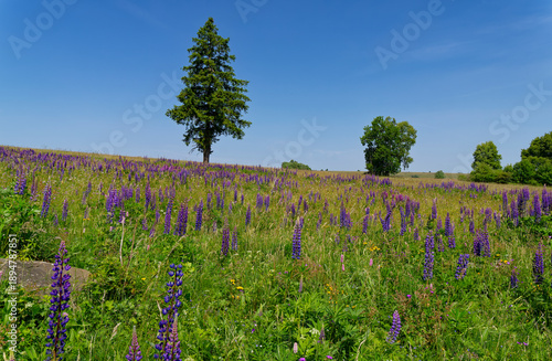 Das Naturschutzgebiet Lange Rhön in der Kernzone des Biosphärenreservat Rhön, Bayerischen Rhön, Landkreis Rhön-Grabfeld, Unterfranken, Bayern, Deutschland