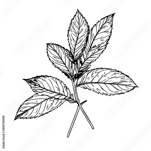Single weight line drawing of a sprig of mint, clean culinary herb illustration, minimalist icon for garnish branding, isolated on white background