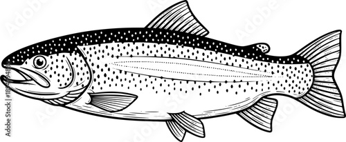 rainbow trout fish engraving black and white outline