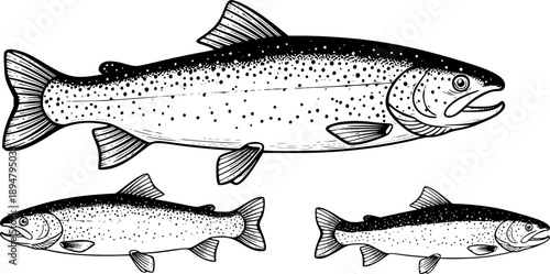rainbow trout fish engraving black and white outline