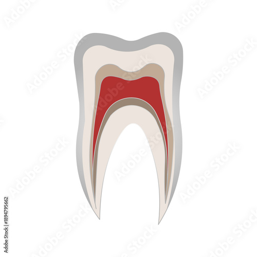 human teeth icon graphic icon vector