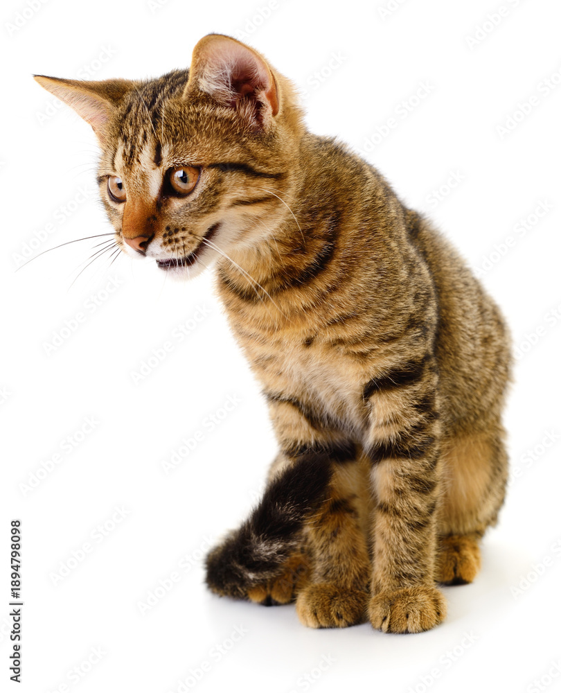 Obraz premium Young tabby kitten sitting isolated on white background