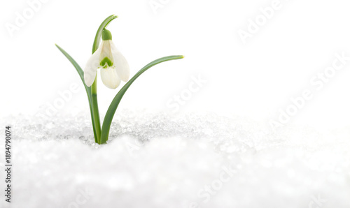 Photography Single snowdrop flower growing from snow isolated on white background