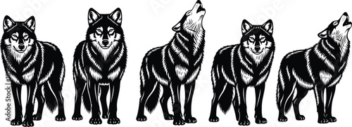 Wolf silhouettes set in detailed engraving style showing standing and howling wolves isolated on white background for design use