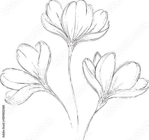 Minimalist black and of three stylized tulip flowers with stems monochrome tulips