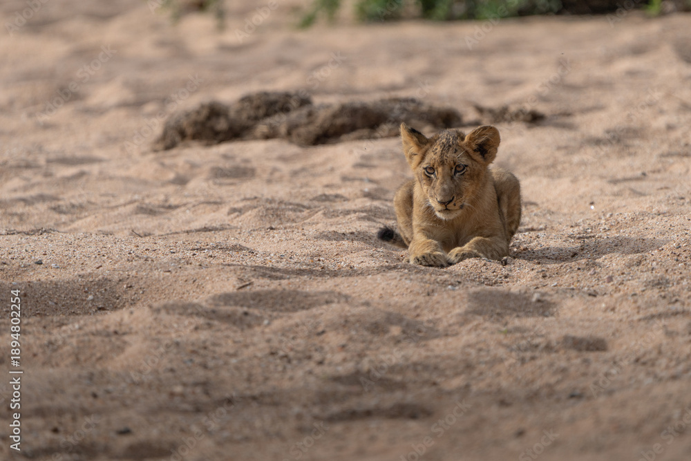 Obraz premium Little lion cub lying in the sand, Kruger National Park. 