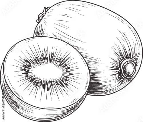 Pencil of a halved kiwi fruit showing texture and seeds