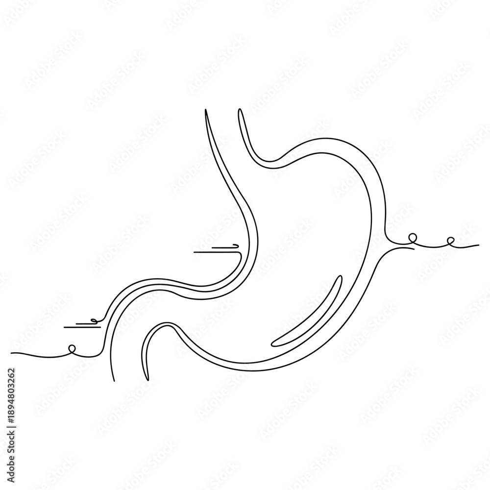 Fototapeta premium Minimalist line art of a human stomach with organic design elements, no editable stroke