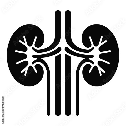 Human kidney anatomy icon depicting renal system and urinary health